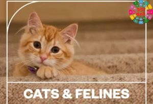 猫科动物音效 Blastwave FX Cats and Felines WAV-251编曲网